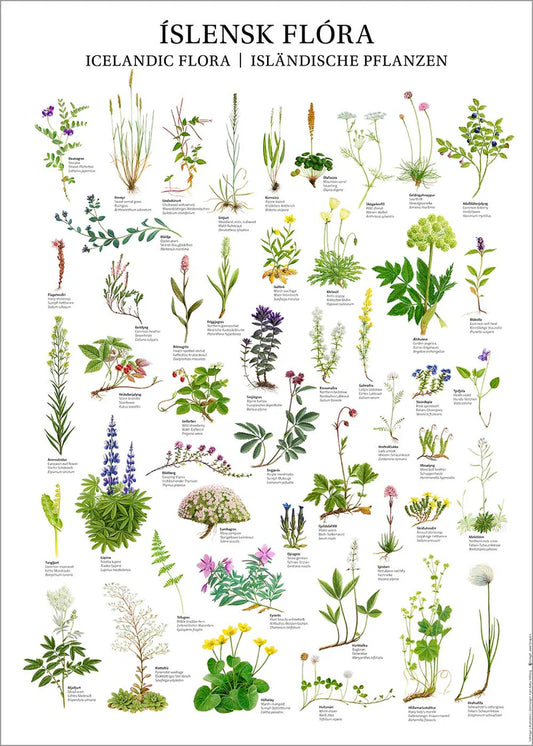 Íslensk flóra - Veggpjald 50*70