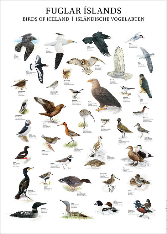 Veggspjald - Íslenskir fuglar